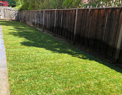 Final view of a fresh new lawn for the kids and dog