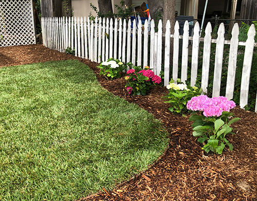 Some beautiful Hydrangeas next to the picket fence