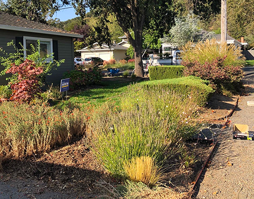 A look at the yard before ground cover is installed