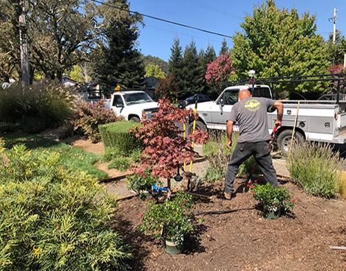 Digging holes for some new Scarlet Carpet Roses