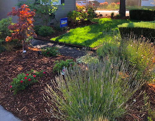 Bark installed here with small Carpet Roses giving color