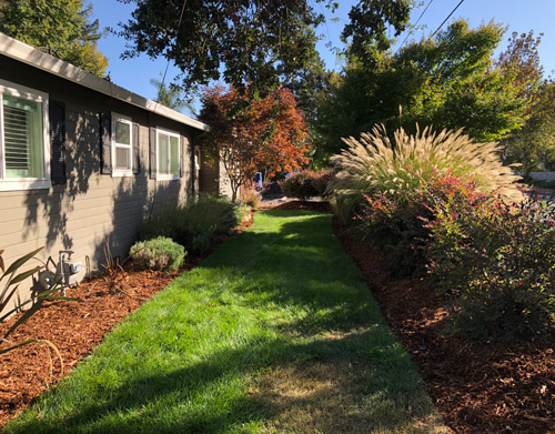 A new bark install, fresh dark brown bark called walk-on bark, at a beautiful home in the late afternoon sun